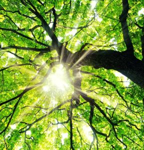 Ulrich Gartenbau - Tiefendüngung